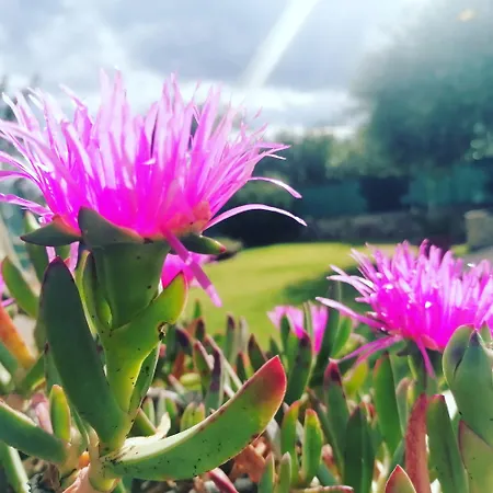 Casa Delle Cicale Διαμέρισμα